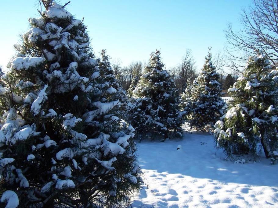 Rural Life On A Real Christmas Tree Farm! Hallmark Experience! Ozark Exterior foto
