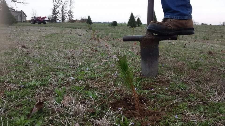 Rural Life On A Real Christmas Tree Farm! Hallmark Experience! Ozark Exterior foto